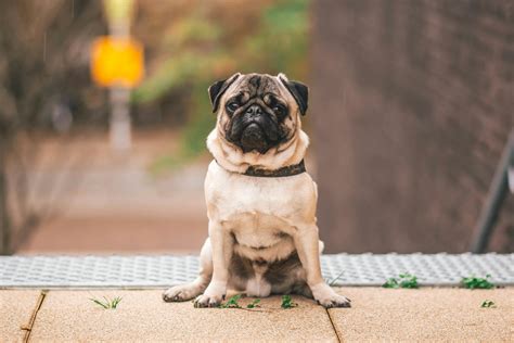 Pawn Pug Sitting On Beige Floor · Free Stock Photo