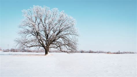 Download Wallpaper 3840x2160 Tree Snow Winter Snowy Sky Horizon 4k