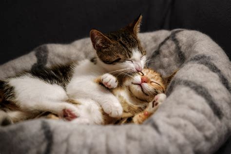 Abendgrüße animierte gif gute nacht kuss animierte gif herunterladen gute nacht kuss animierte gif schreib weiter bilder gute nacht kuss animierte gif. Gutenachtkuss Foto & Bild | natur, cat, katzen Bilder auf ...