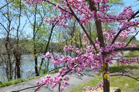 Photographs of flowering trees that are commonly used to provide landscaped areas with a wide range of bloom, color, and fragrance. Western PA Conservancy restores North Side trail with ...