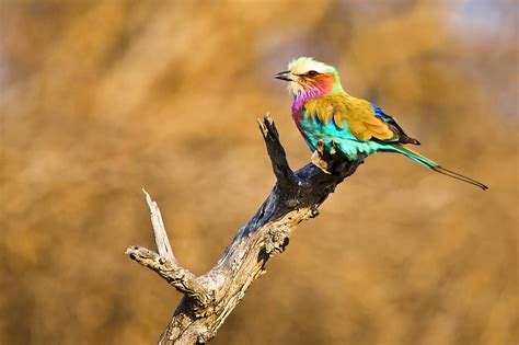 African Birds The Good The Bad And The Ugly