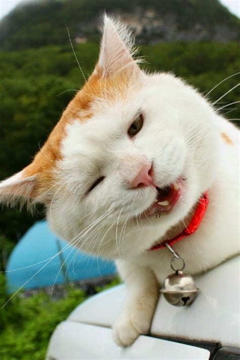 Shironeko Cat Is Happiest And Sleepiest Cat In The World 17 Photos