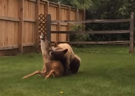Video Bear Hunts Down Kills Deer In Ordinary Backyard