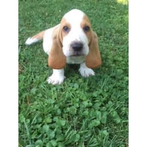 Basset hounds are extremely laidback dogs, almost to the point of laziness. 4 females and 3 males Basset Hound Puppies in Quincy, Illinois - Puppies for Sale Near Me