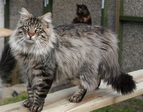 10 Large Cat Breeds In The World Tail And Fur