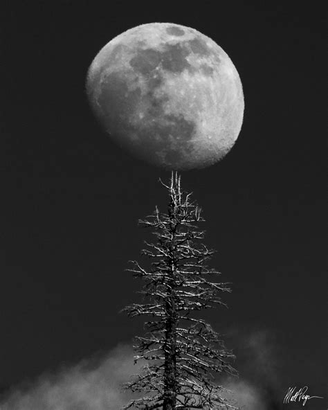 Moon And Tree 2020 Yosemite National Park Usa Fine Art Landscape