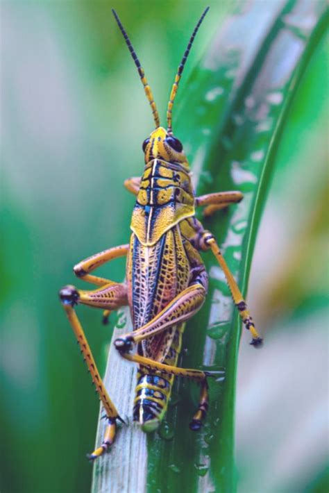 Locusts Are A Collection Of Certain Species Of Short Horned