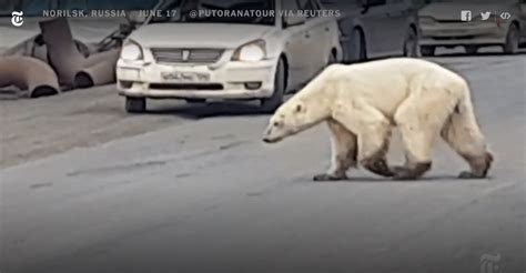 video starving polar bear wanders into russian city of norilsk hundreds of miles from home