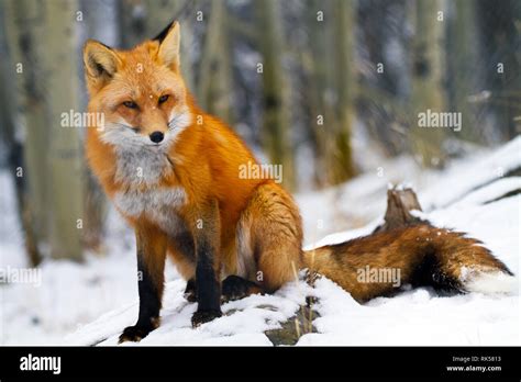 Red Fox Yukon Territories Canada Stock Photo Alamy