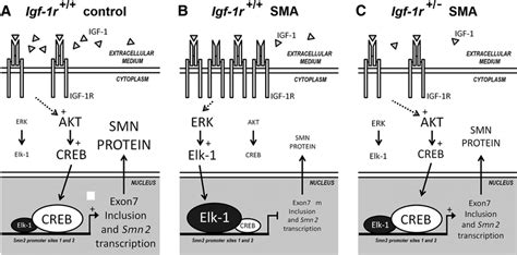 The Modulation Of Igf 1r Expression Levels Is Sufficient To Restore The