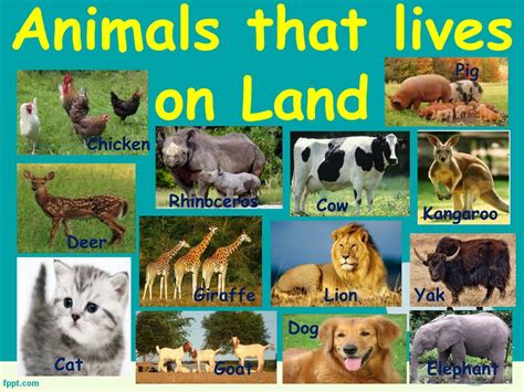 Ppt Animals And Their Habitat Powerpoint Presentation Free Download