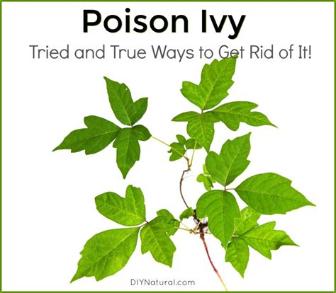 How To Get Rid Of Poison Ivy Tried And True Solutions That Work