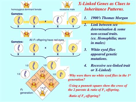 Figure 5 illustrates several examples. PPT - Chromosomes and Human Genetics PowerPoint Presentation, free download - ID:6537564