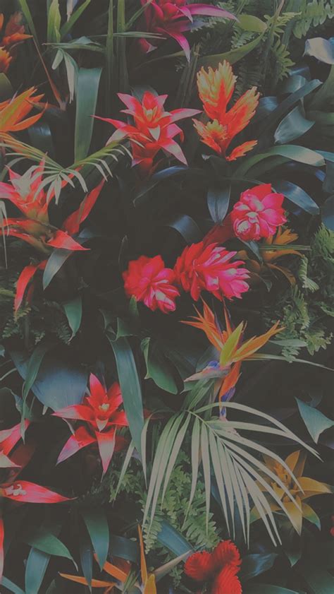 Tropical Flowers Mix Iphone 5 Wallpaper Hd Free Download