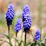 Pictures of Small Purple Bell Shaped Flowers