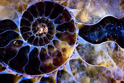 To follow a circular or spiral course. Spiral of life | Another shot of an ammonite, this time as ...