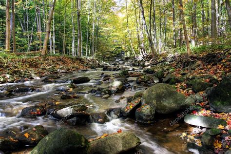 Small Forest River — Stock Photo © Cmeder 3360278