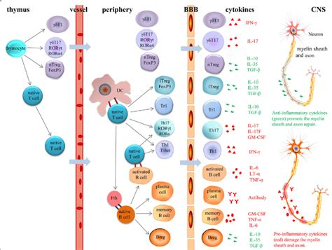 Role Of Different Cells In The Pathogenesis Of Ms And Eae In The