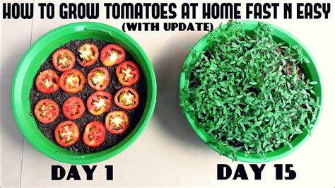 Grow Tomatoes From Tomatoes Easiest Method Ever With Updates Youtube
