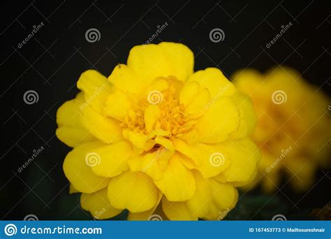 Best Marigold Flowers Genda Flower For Pooja Stock Image Image Of