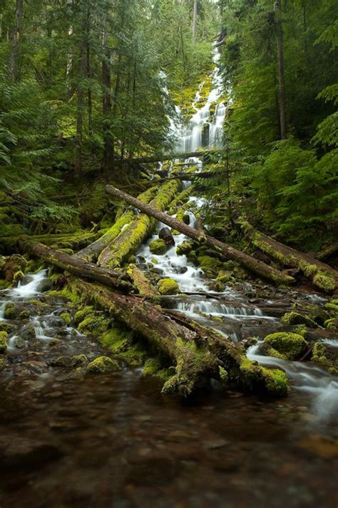 Proxy Falls In 2020 Waterfall Landscape Oregon Travel