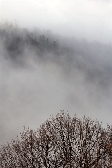 Fog Rolling Through Bare Forest Free Nature Stock