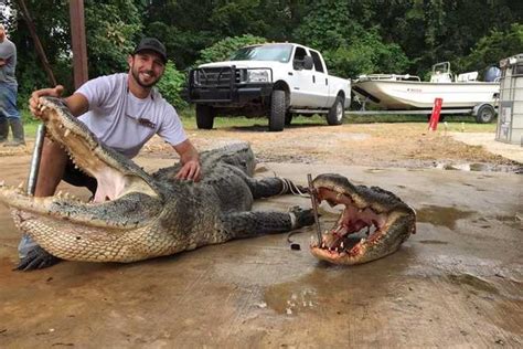 Massive Alligators Caught By Group In Mississippi