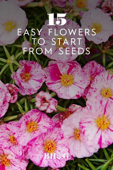 15 Easy Annuals You Can Grow From Seed Easiest Flowers To Grow