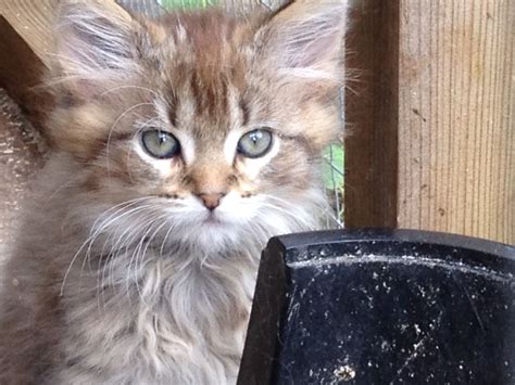 These kittens are registered with tica maine coon kittens for sale.they are great around other cats, great around children and doing good around dogs.he's 100% litter box trained and kennel. Maine Coon kittens for sale | Ashford, Kent | Pets4Homes