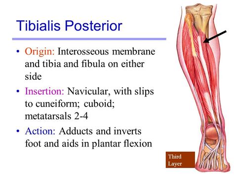 Tibia Anatomy And Function Images