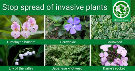 New Coalition We Need Better Laws To Stop Invasive Plant Species From