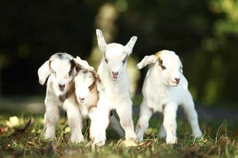 Adorable Mother Goat Gives Birth To Four Cute Baby Goats Daily Star