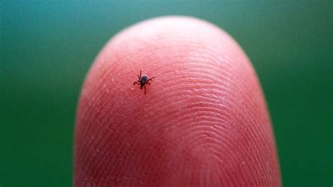 Lyme Disease Vaccine Provides Promising Protection Against Harmful Tick