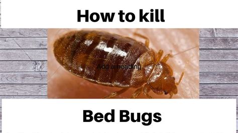 How To Kill Bed Bugs Youtube