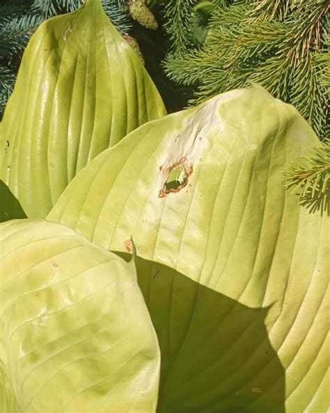 What Causes Holes In Hosta Leaves World Of Garden Plants