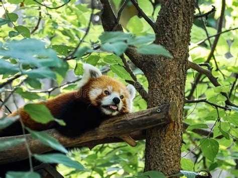 Red Panda Lying On A Tree Branch In A Zoo Stock Image Image Of Mammal