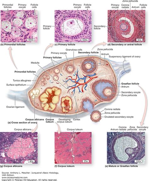 The Female Reproductive System Junqueiras Basic Histology 14e