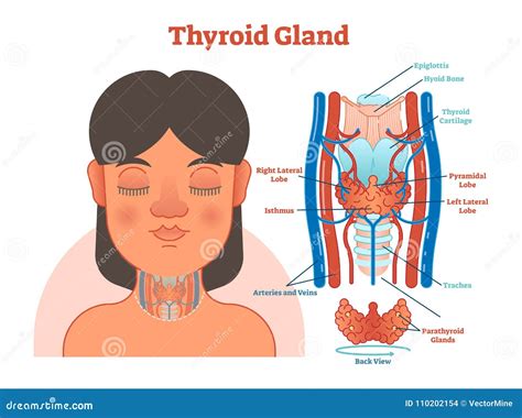 Thyroid Gland Anatomical Vector Illustration Diagram Educational