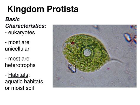 Types Of Protista Kingdom