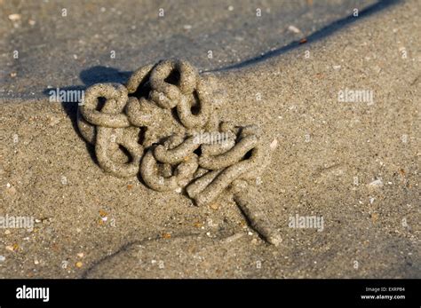 Lug Europ En Ver Lugworm Sandworm Arenicola Marina Distribution Des S Diments Sur Le Long