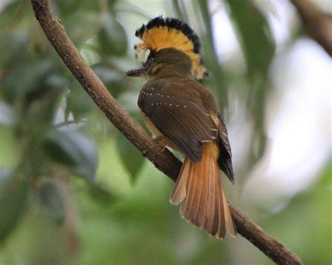 Crested Royal Flycatcher Carols Creatures