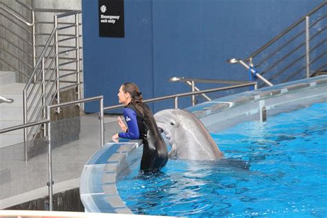 Dolphin Show National Aquarium In Baltimore Md 1212222 Photograph