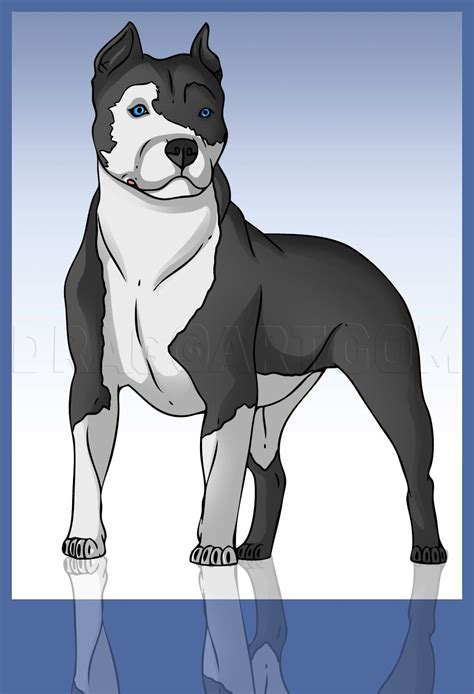 How To Draw A Pitbull Step By Step Drawing Guide By Dawn Pitbull