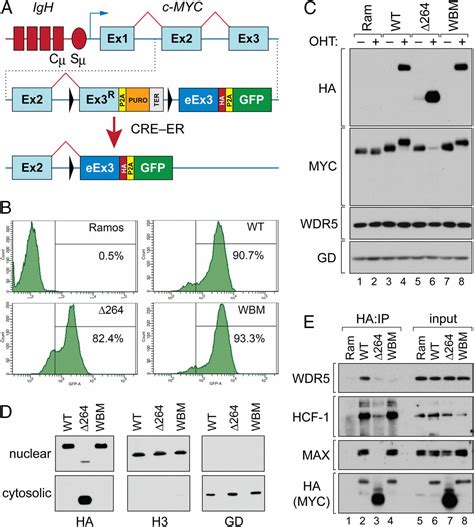 Interaction Of The Oncoprotein Transcription Factor Myc With Its