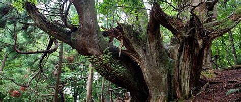 Deepening Summer: Ancient Trees in the Season of Heat ...