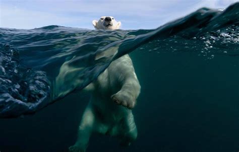 Polar Bear Swimming Photo One Big Photo