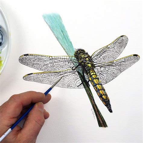 Learn To Paint A Realistic Dragonfly In Watercolour Etsy