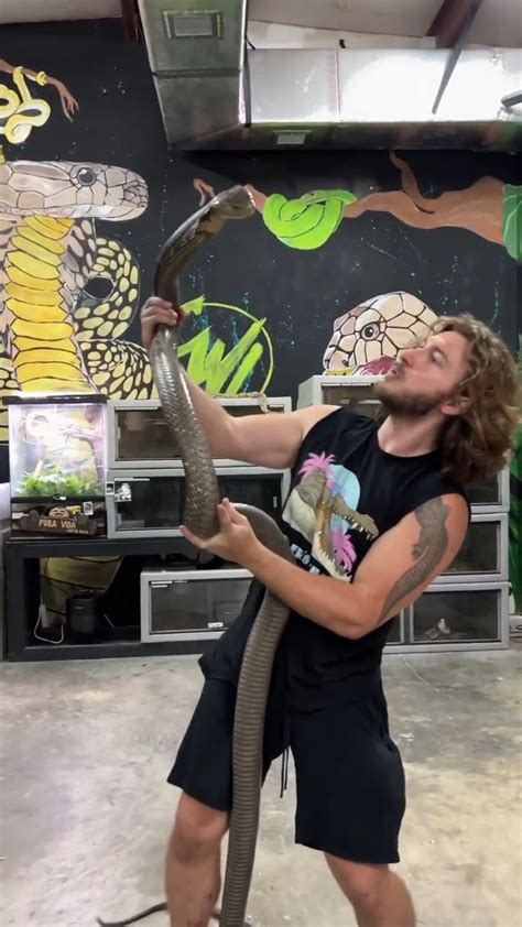 Worlds Biggest Venomous Snake King Cobra 🐍 Cobras Kingcobra