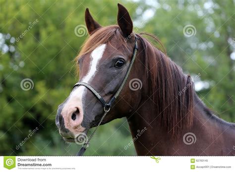 Purebred Arabian Horse Head On Natural Background Royalty