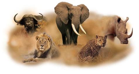 The Big Five Africas Most Sought After Trophy Animals Protect All